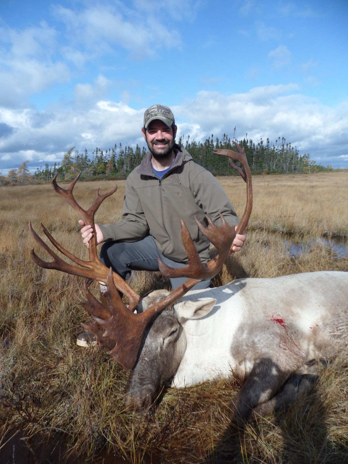 Woodland Caribou Population Island Newfoundland